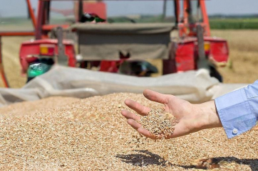 В РФ собрали около 151 миллиона тонн зерна